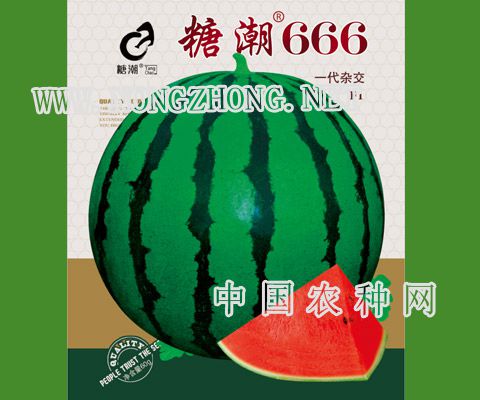 糖潮666